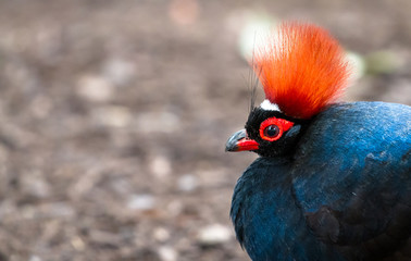 A crested partridge (Rollulus rouloul) walks on the forest floor.
