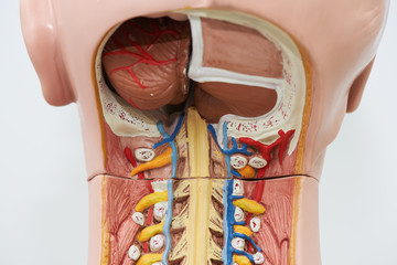 View from the back of occipitocervical junction anatomy