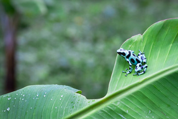 Green and black poison dart frog (Dendrobates auratus) on a banana leaf in Costa Rica.