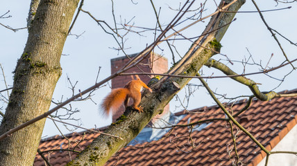 Eichhörnchen auf Baum in Garten Stadt