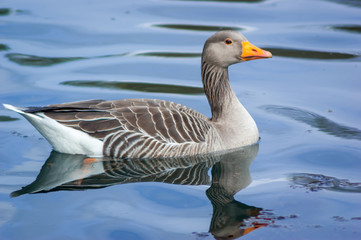 Naklejka na ściany i meble Greylag Goose Swimming