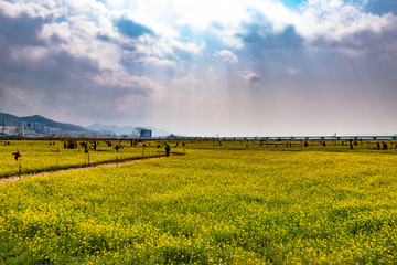 유채꽃밭