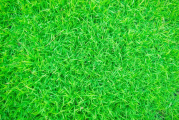 Soft focus of Green grass texture background, background of green grass.