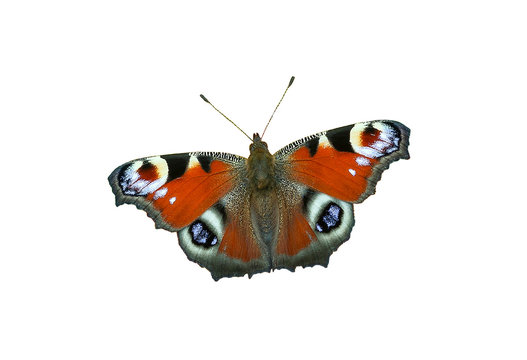 European Peacock Butterfly Isolated On White Background