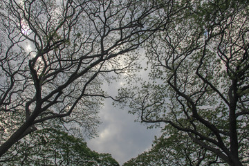 tree in the sky