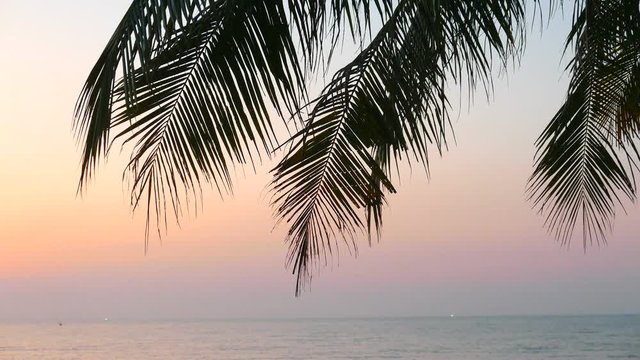 Tropical beach with a palm tree. Silhouette palm  tree . Vast ocean view with colorful sky.