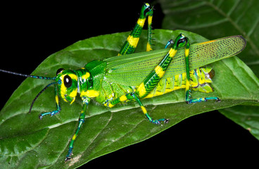A Chromacris grasshopper (Chromacris sp.) on a leaf at night in Costa Rica.