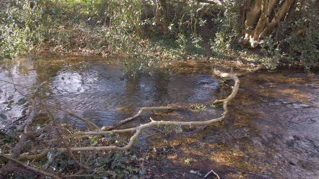 Shallow stream running through woodland in the English countryside