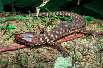 A yellow-spotted night lizard (Lepidophyma flavimaculatum) on a tree at night, Belize.