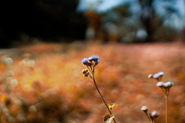 purple flowers in summer