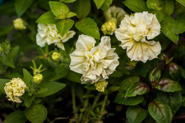White and Yellow Flowers