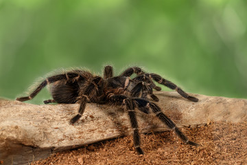 Closeup female of spider tarantula  (Lasiodora parahybana) on the snag on green leaves background.