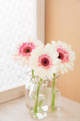 白とピンクのガーベラ