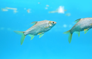 Beautiful Silver barb swimming in aquarium.