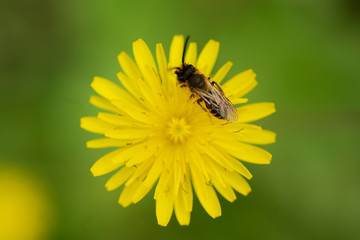 Close-up photo of a Bee gathering nectar and spreading pollen on a young yellow flower.