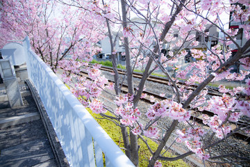 線路と桜