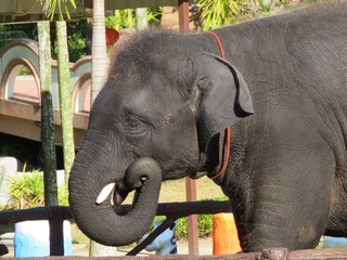 elephant - 258268121