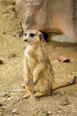 Fototapeta premium Image of Meerkat standing (Suricata suricatta) on nature background. Wildlife Animals.