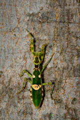 Image of Flower mantis(Creobroter gemmatus) on tree. Insect Animal