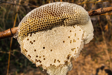 honeycomb