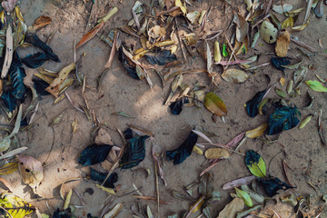 Multiple color of dry leaves