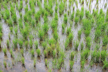 Young paddy rice in field during rain.