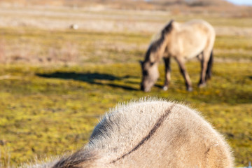 On a sunny day, wild horses graze