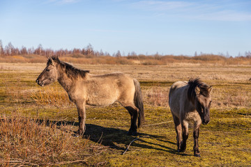 On a sunny day, wild horses graze