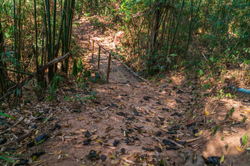 Road in the jungle