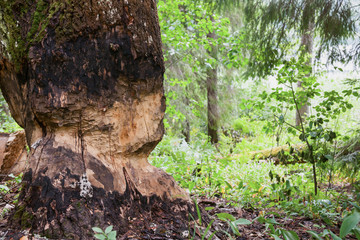 Tree tunk chewed by beaver at a forest lake