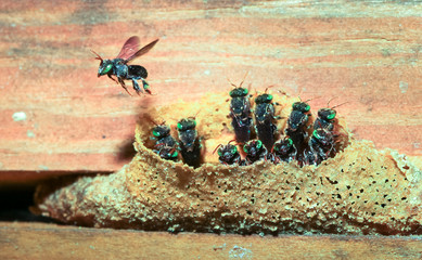 Obraz premium A colony of stingless bees (family Apidae, tribe Meliponini) makes a hive between the boards of a field house in Belize.
