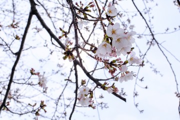桜の花と蕾
