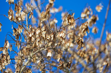 Dried light brown maple spouts hanging from a branch against the blue sky in early spring