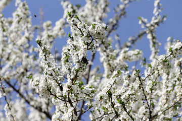 White Blossoms Against Sky At Sunrise. Spring Blooming. Orchards are blooming at springtime. Nature...