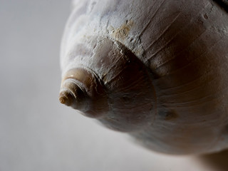 close-up of seashell