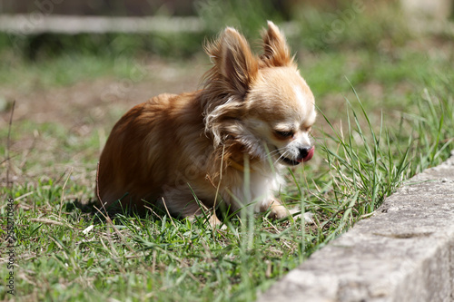 Chihuahua Dog Long Hair Chihuahua Stock Photo And Royalty Free