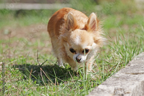 Chihuahua Dog Long Hair Chihuahua Stock Photo And Royalty Free