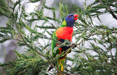 A rainbow lorikeet (Trichoglossus moluccanus) in a tree at the Darebin Parklands, Victoria, Australia.