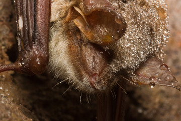 Kopf eines Mausohrs mit einem Pilz am Mundbereich während der Überwinterung im Harz 