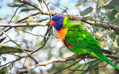 A rainbow lorikeet (Trichoglossus moluccanus) in a tree at the Darebin Parklands, Victoria, Australia.