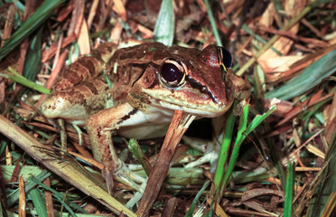 A Rio Grande leopard frog (Rana berlandieri) photographed at night in Belize.