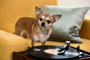 Record player with vinyl disc and cute dog on armchair in room