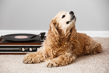 Cute funny dog lying on carpet near record player with vinyl disc