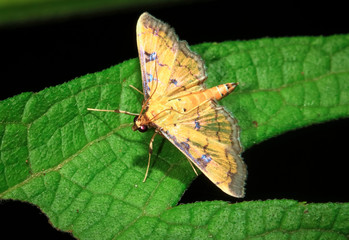 A yellow moth with iridescent wings rests on a leaf at night in Belize.