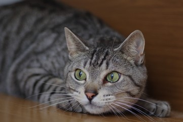 Fototapeta premium 獲物、見っけ