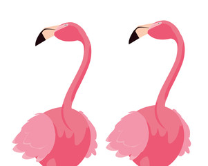 elegant flamingo birds couple