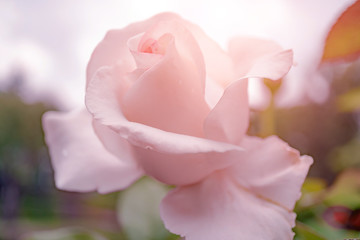 Beautiful Pink rose in garden, Pink roses in soft light with blur style for background.