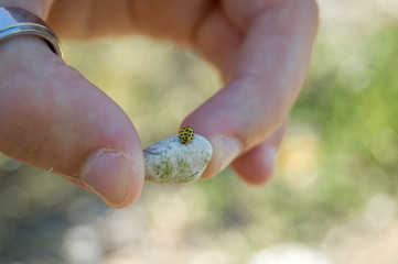 una coccinella gialla, poggiata su un sassolino