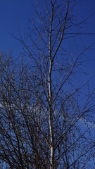 birch, spring, tree, sky, blue, branches