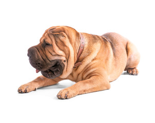 Cute funny dog on white background